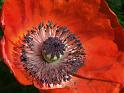 poppy