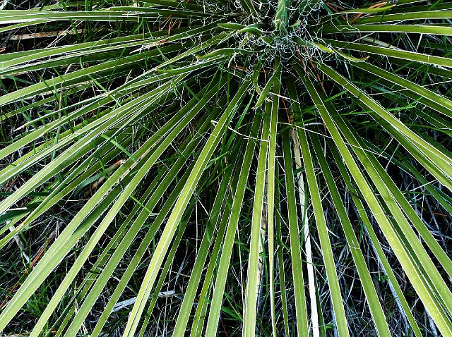 yucca6304