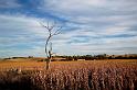 deadtree-corn3414