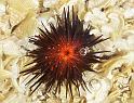 urchin0928