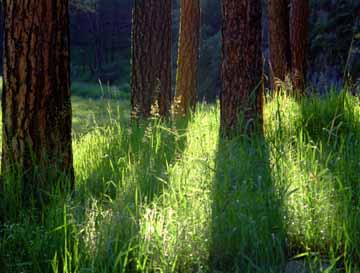 Black Hills Ponderosa