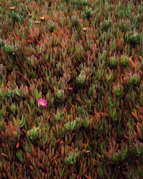 Ice Plant