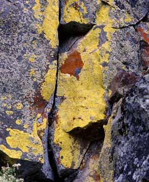 Idahoe Lichen