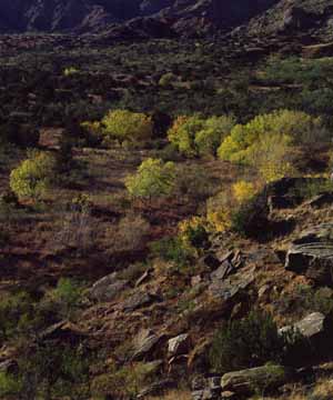Paloduro Cottonwoods