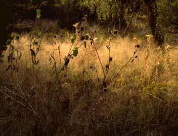 Texas Button Weed