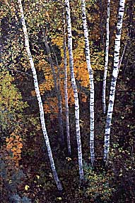 Birches