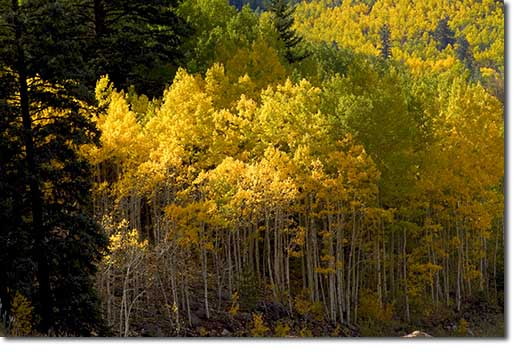 Aspens, Tennessee Valley