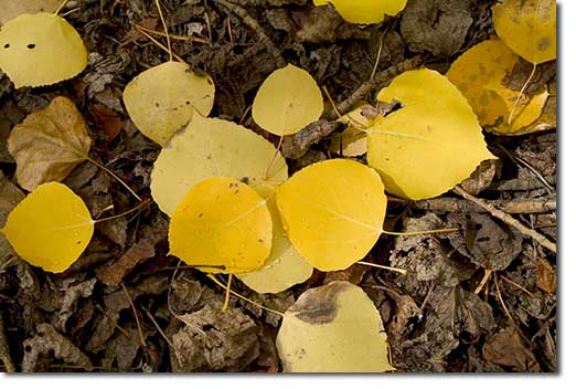 Aspens Leaves