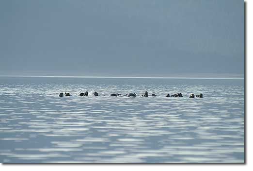 Sea Otters