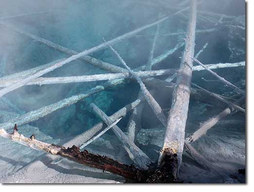 Trees in hot pool