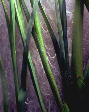 Iris Stalks