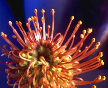 Pincushion Protea