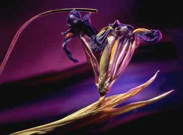 Wilted Iris