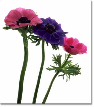 three Anemones