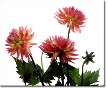Dahlias