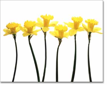 Daffodils