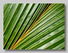 Palm Leaf