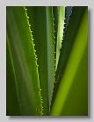 Green Agave