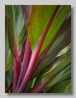 Cordyline Stalks